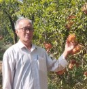 کتاب-یاقوت-های-سرخ-آزاد-تپه-به-زودی-چاپ-می-شود