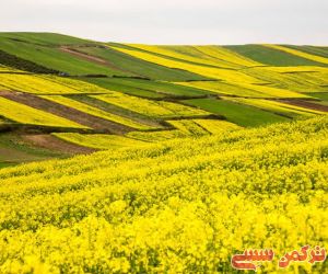 c_300_250_16777215_10_images_a555.jpg